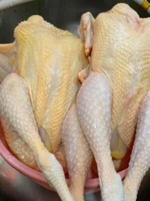kampung chicken